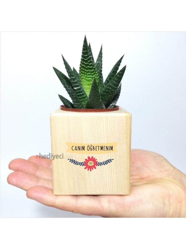 Canım Öğretmenim Temalı Küp Saksıda Sukulent&hellip;